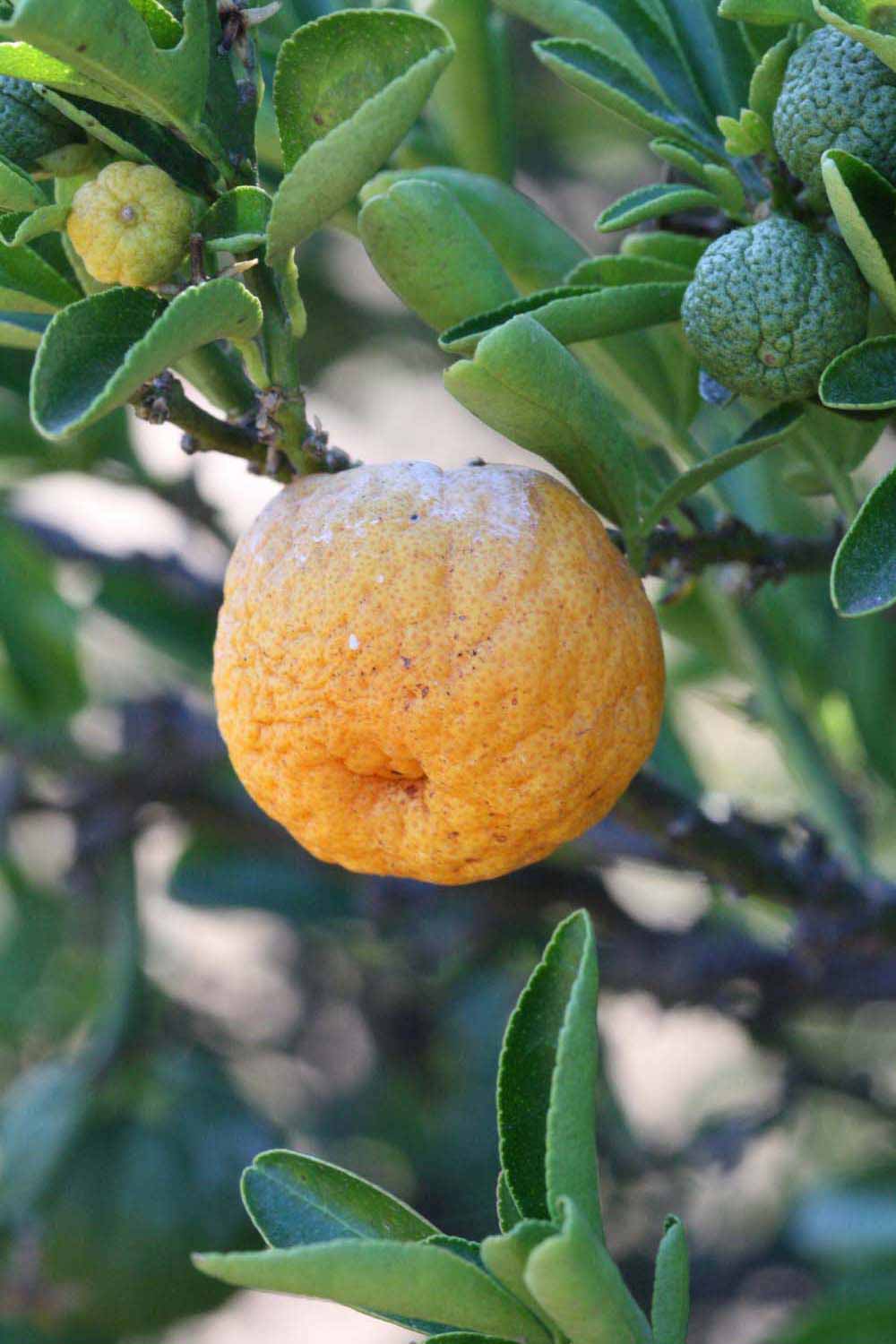            Fruit (Riverside, CA)   